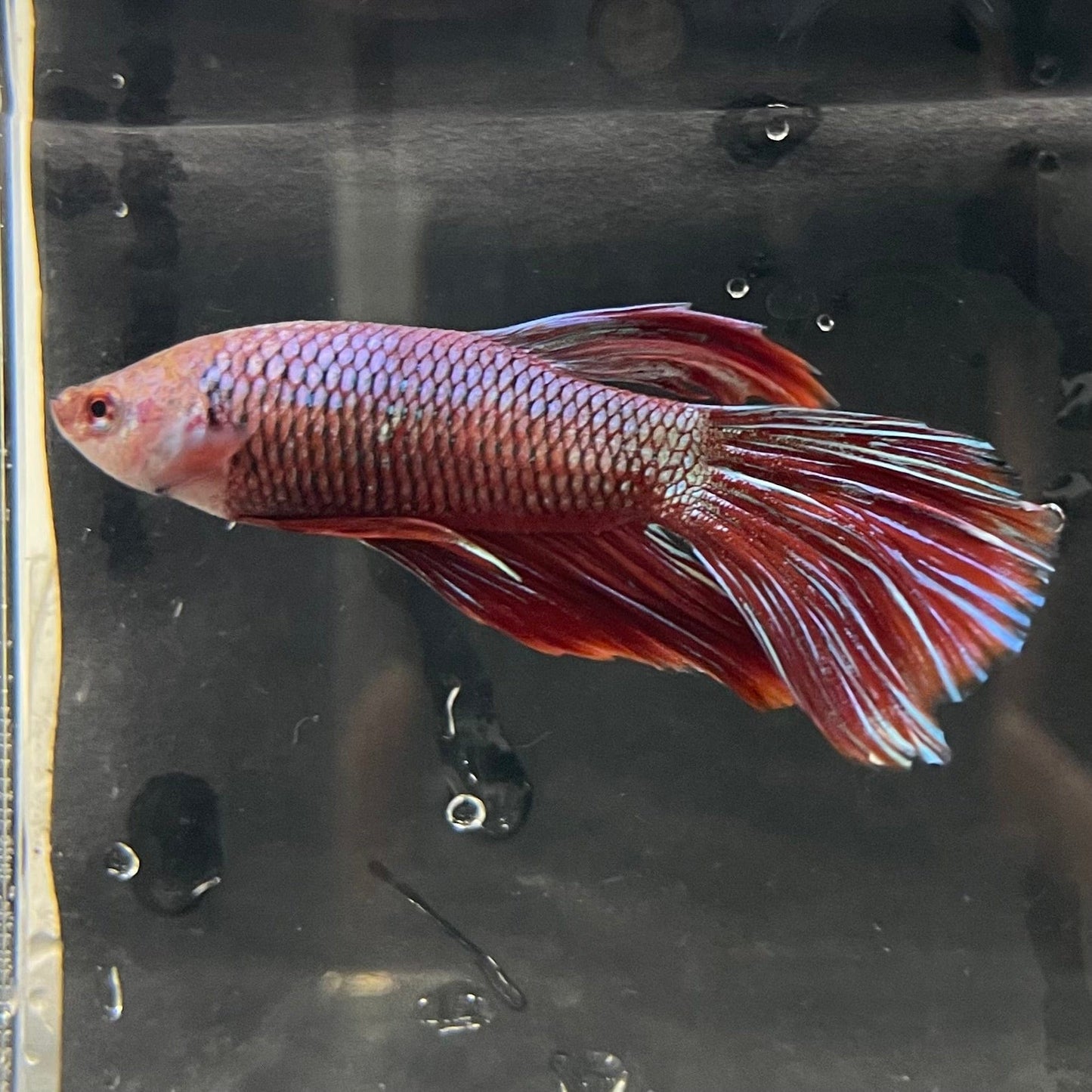 the-fish-farm Male Betta Male Betta - One Only - 10 Choose your favourite Male Betta from The Fish Farm Australia