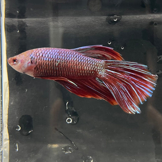 the-fish-farm Male Betta Male Betta - One Only - 10 Choose your favourite Male Betta from The Fish Farm Australia