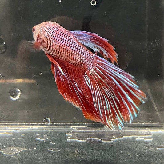 the-fish-farm Male Betta Male Betta - One Only - 10 Choose your favourite Male Betta from The Fish Farm Australia