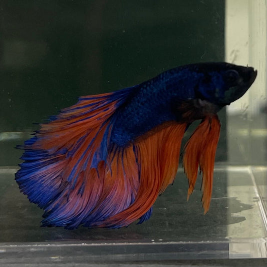 the-fish-farm Male Betta Male Betta - One Only - 10 Choose your favourite Male Betta from The Fish Farm Australia