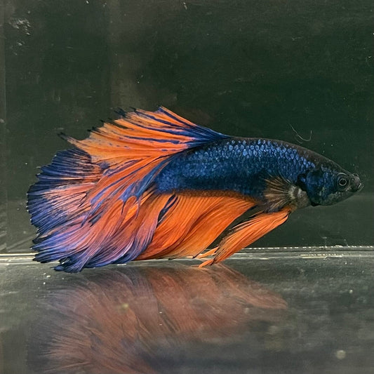 the-fish-farm Male Betta Male Betta - One Only - 10 Choose your favourite Male Betta from The Fish Farm Australia