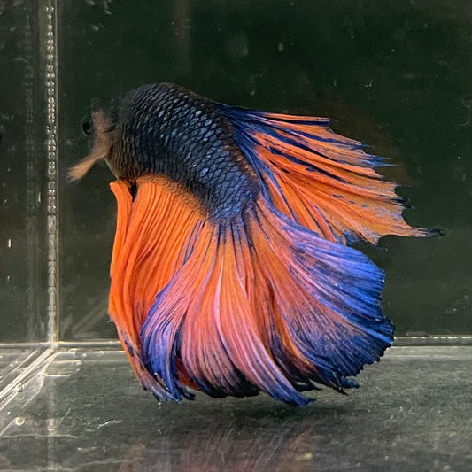 the-fish-farm Male Betta Male Betta - One Only - 10 Choose your favourite Male Betta from The Fish Farm Australia