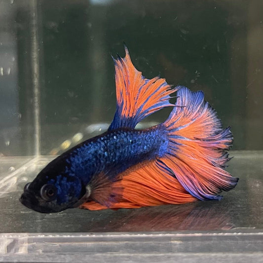 the-fish-farm Male Betta Male Betta - One Only - 10 Choose your favourite Male Betta from The Fish Farm Australia