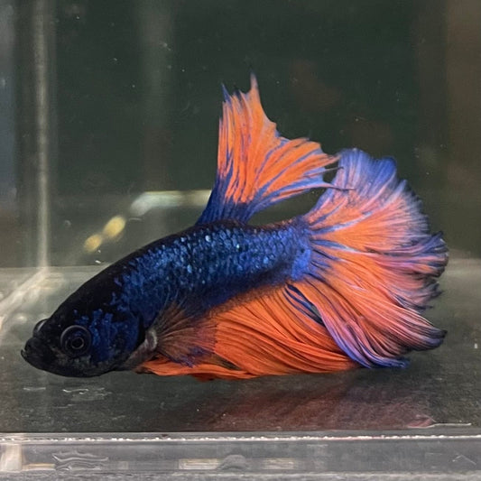 the-fish-farm Male Betta Male Betta - One Only - 10 Choose your favourite Male Betta from The Fish Farm Australia