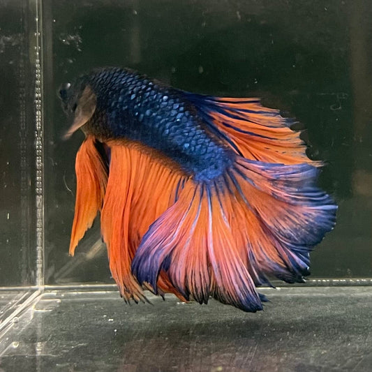 the-fish-farm Male Betta Male Betta - One Only - 10 Choose your favourite Male Betta from The Fish Farm Australia
