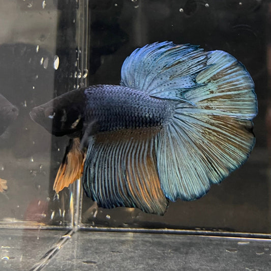 the-fish-farm Male Betta Male Betta - One Only - 10 Choose your favourite Male Betta from The Fish Farm Australia