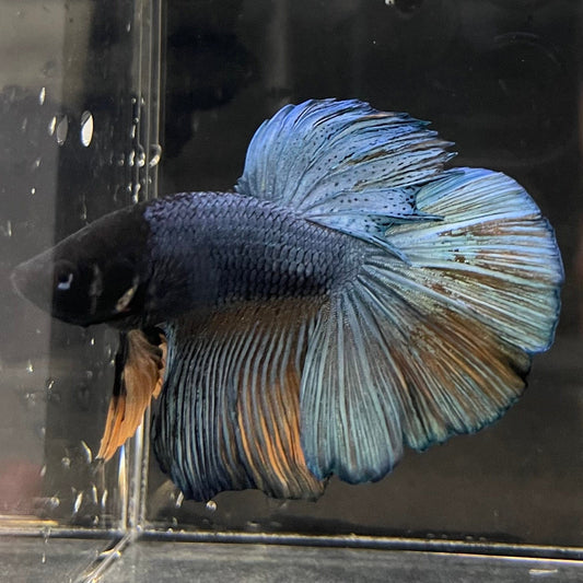the-fish-farm Male Betta Male Betta - One Only - 10 Choose your favourite Male Betta from The Fish Farm Australia