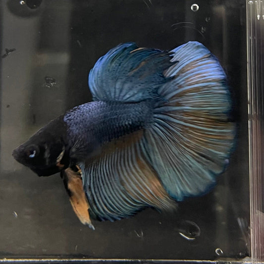 the-fish-farm Male Betta Male Betta - One Only - 10 Choose your favourite Male Betta from The Fish Farm Australia