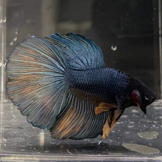 the-fish-farm Male Betta Male Betta - One Only - 10 Choose your favourite Male Betta from The Fish Farm Australia
