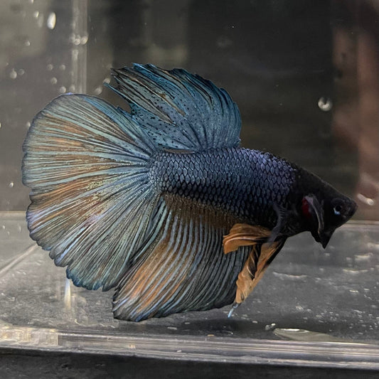 the-fish-farm Male Betta Male Betta - One Only - 10 Choose your favourite Male Betta from The Fish Farm Australia