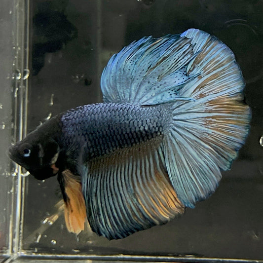 the-fish-farm Male Betta Male Betta - One Only - 10 Choose your favourite Male Betta from The Fish Farm Australia