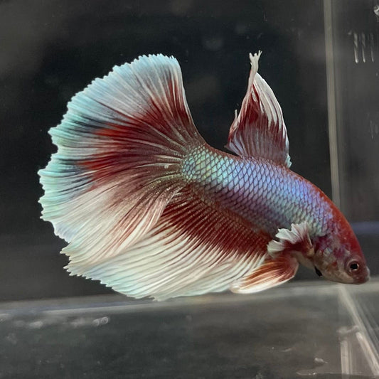 the-fish-farm Male Betta Male Betta - One Only - 10 Choose your favourite Male Betta from The Fish Farm Australia