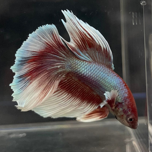 the-fish-farm Male Betta Male Betta - One Only - 10 Choose your favourite Male Betta from The Fish Farm Australia