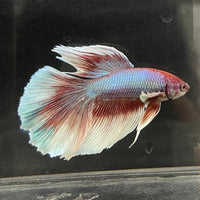the-fish-farm Male Betta Male Betta - One Only - 10 Choose your favourite Male Betta from The Fish Farm Australia