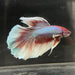the-fish-farm Male Betta Male Betta - One Only - 10 Choose your favourite Male Betta from The Fish Farm Australia