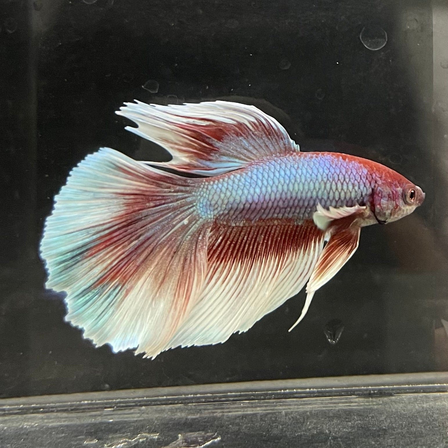 the-fish-farm Male Betta Male Betta - One Only - 10 Choose your favourite Male Betta from The Fish Farm Australia