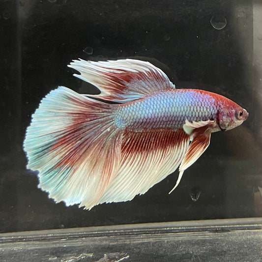 the-fish-farm Male Betta Male Betta - One Only - 10 Choose your favourite Male Betta from The Fish Farm Australia
