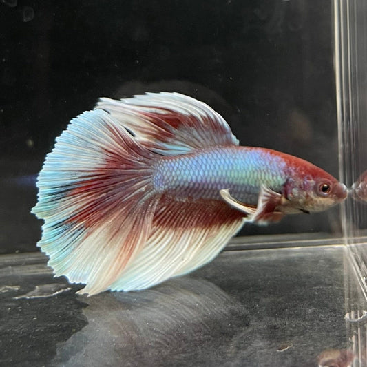 the-fish-farm Male Betta Male Betta - One Only - 10 Choose your favourite Male Betta from The Fish Farm Australia