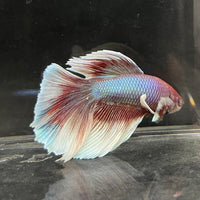 the-fish-farm Male Betta Male Betta - One Only - 10 Choose your favourite Male Betta from The Fish Farm Australia