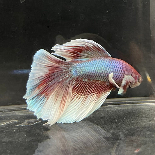 the-fish-farm Male Betta Male Betta - One Only - 10 Choose your favourite Male Betta from The Fish Farm Australia