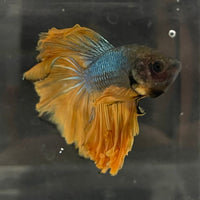 the-fish-farm Male Betta Male Betta - One Only - 10 Choose your favourite Male Betta from The Fish Farm Australia