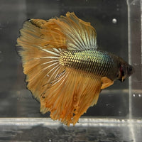 the-fish-farm Male Betta Male Betta - One Only - 10 Choose your favourite Male Betta from The Fish Farm Australia