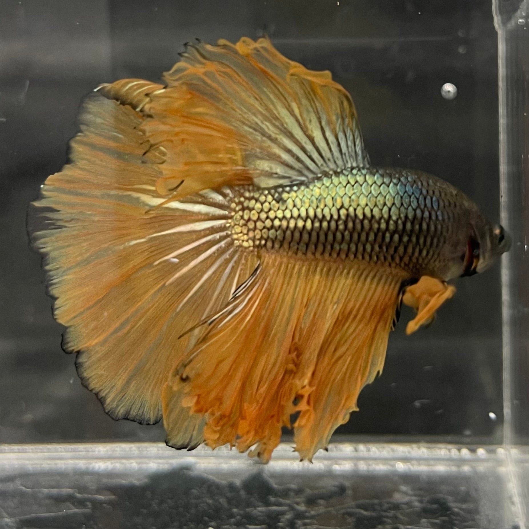 the-fish-farm Male Betta Male Betta - One Only - 10 Choose your favourite Male Betta from The Fish Farm Australia