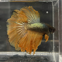 the-fish-farm Male Betta Male Betta - One Only - 10 Choose your favourite Male Betta from The Fish Farm Australia