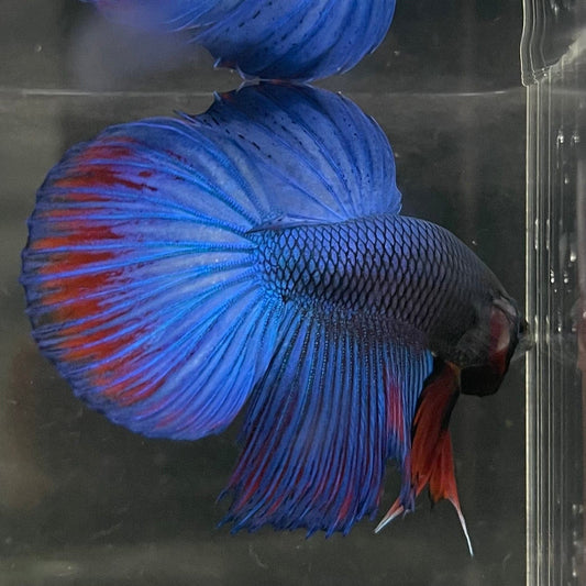 the-fish-farm Male Betta Male Betta - One Only - 10 Choose your favourite Male Betta from The Fish Farm Australia