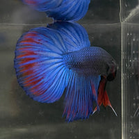 the-fish-farm Male Betta Male Betta - One Only - 10 Choose your favourite Male Betta from The Fish Farm Australia