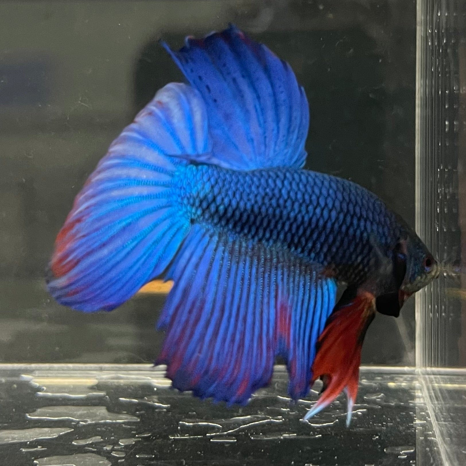 the-fish-farm Male Betta Male Betta - One Only - 10 Choose your favourite Male Betta from The Fish Farm Australia