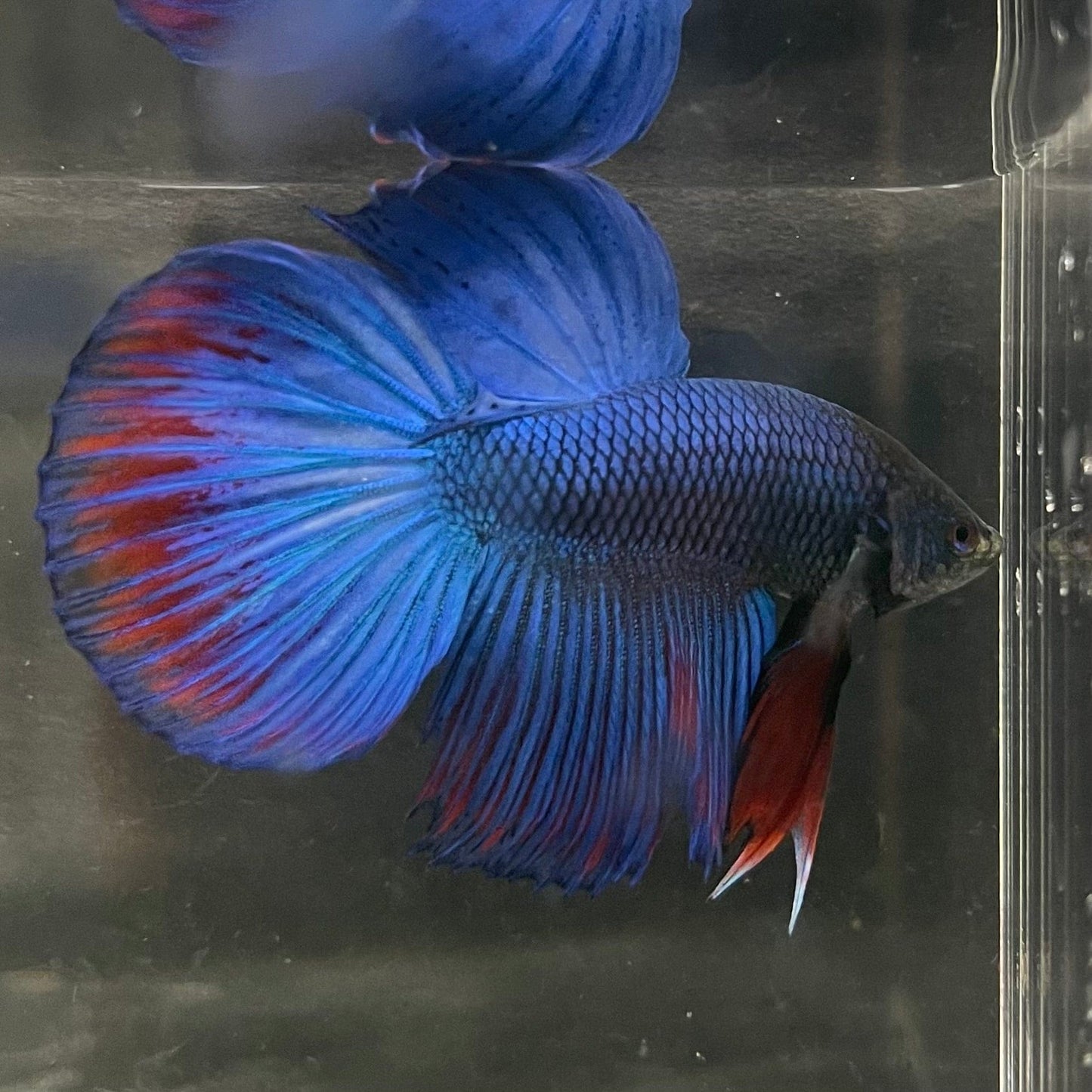 the-fish-farm Male Betta Male Betta - One Only - 10 Choose your favourite Male Betta from The Fish Farm Australia