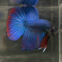 the-fish-farm Male Betta Male Betta - One Only - 10 Choose your favourite Male Betta from The Fish Farm Australia