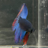 the-fish-farm Male Betta Male Betta - One Only - 10 Choose your favourite Male Betta from The Fish Farm Australia
