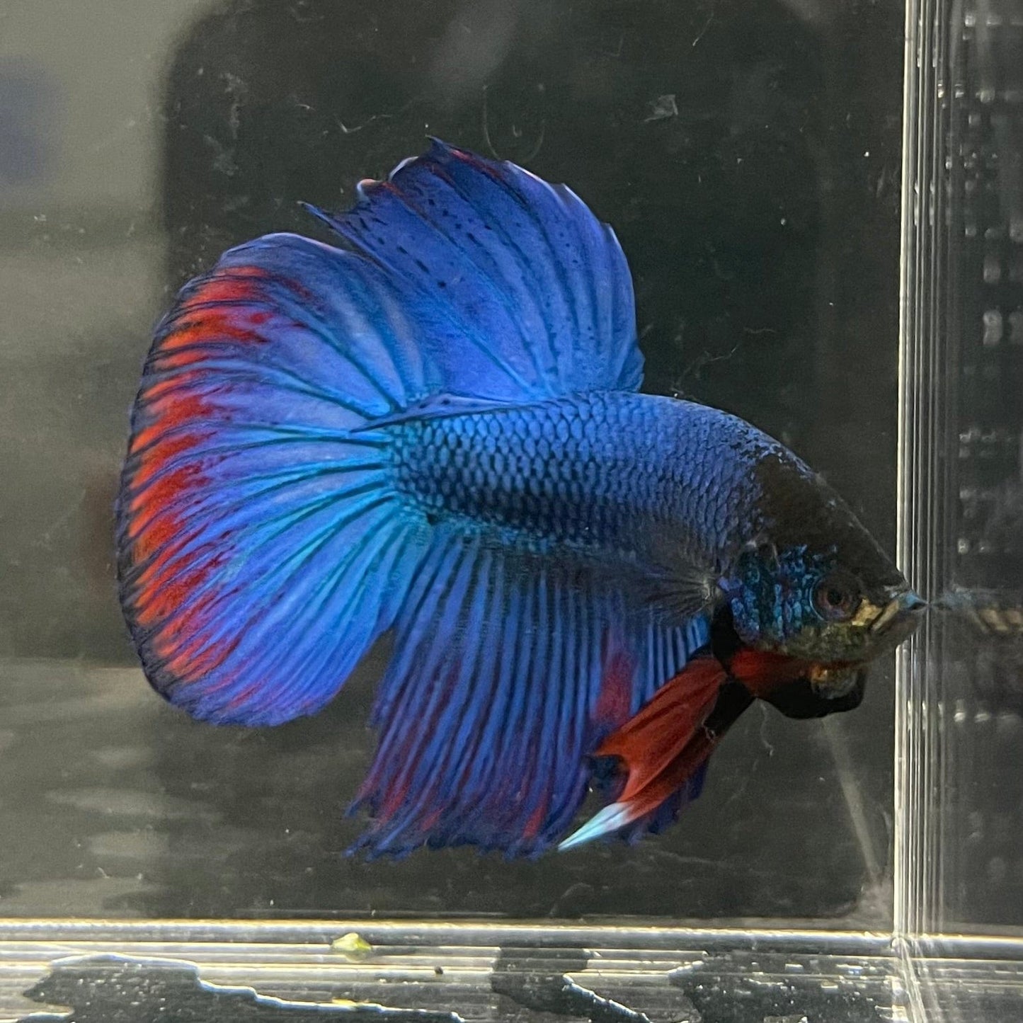 the-fish-farm Male Betta Male Betta - One Only - 10 Choose your favourite Male Betta from The Fish Farm Australia