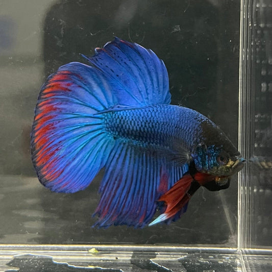 the-fish-farm Male Betta Male Betta - One Only - 10 Choose your favourite Male Betta from The Fish Farm Australia