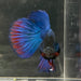the-fish-farm Male Betta Male Betta - One Only - 10 Choose your favourite Male Betta from The Fish Farm Australia