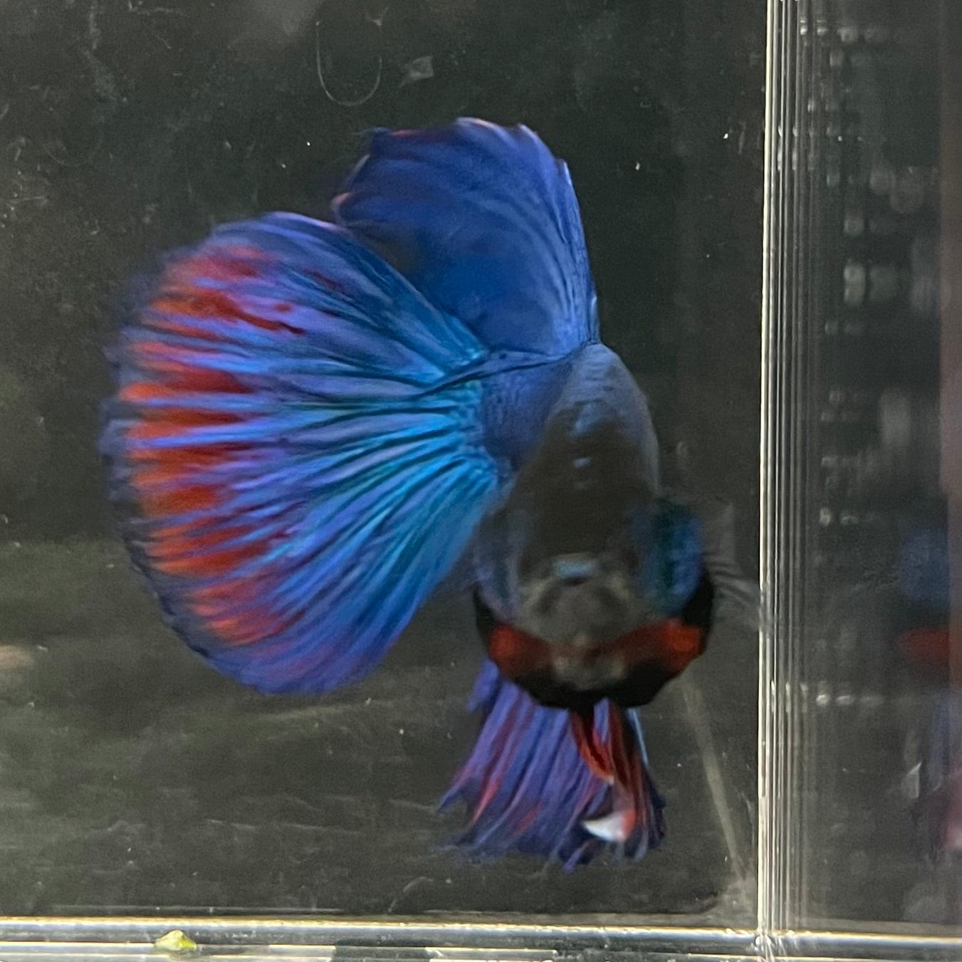 the-fish-farm Male Betta Male Betta - One Only - 10 Choose your favourite Male Betta from The Fish Farm Australia