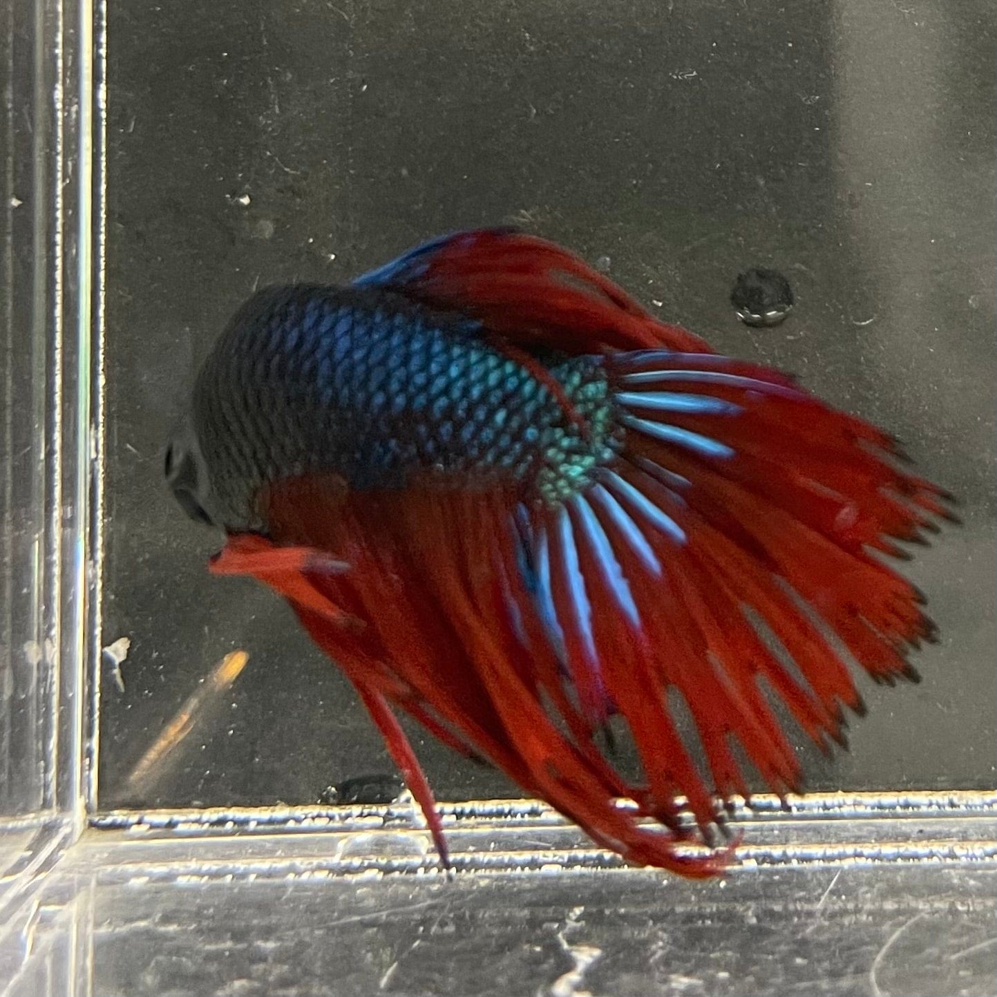 the-fish-farm Male Betta Male Betta - One Only - 10 Choose your favourite Male Betta from The Fish Farm Australia