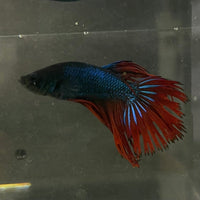 the-fish-farm Male Betta Male Betta - One Only - 10 Choose your favourite Male Betta from The Fish Farm Australia