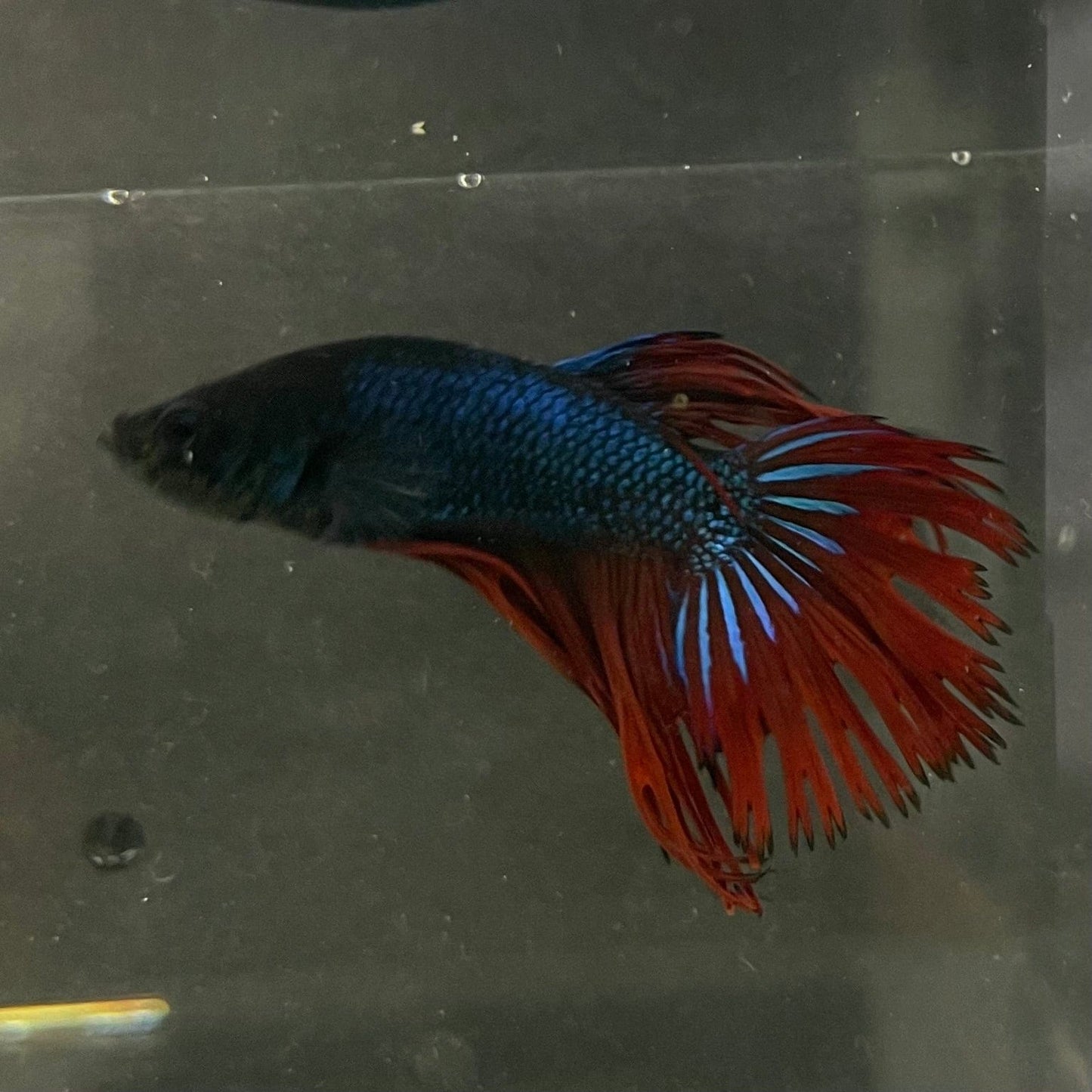 the-fish-farm Male Betta Male Betta - One Only - 10 Choose your favourite Male Betta from The Fish Farm Australia