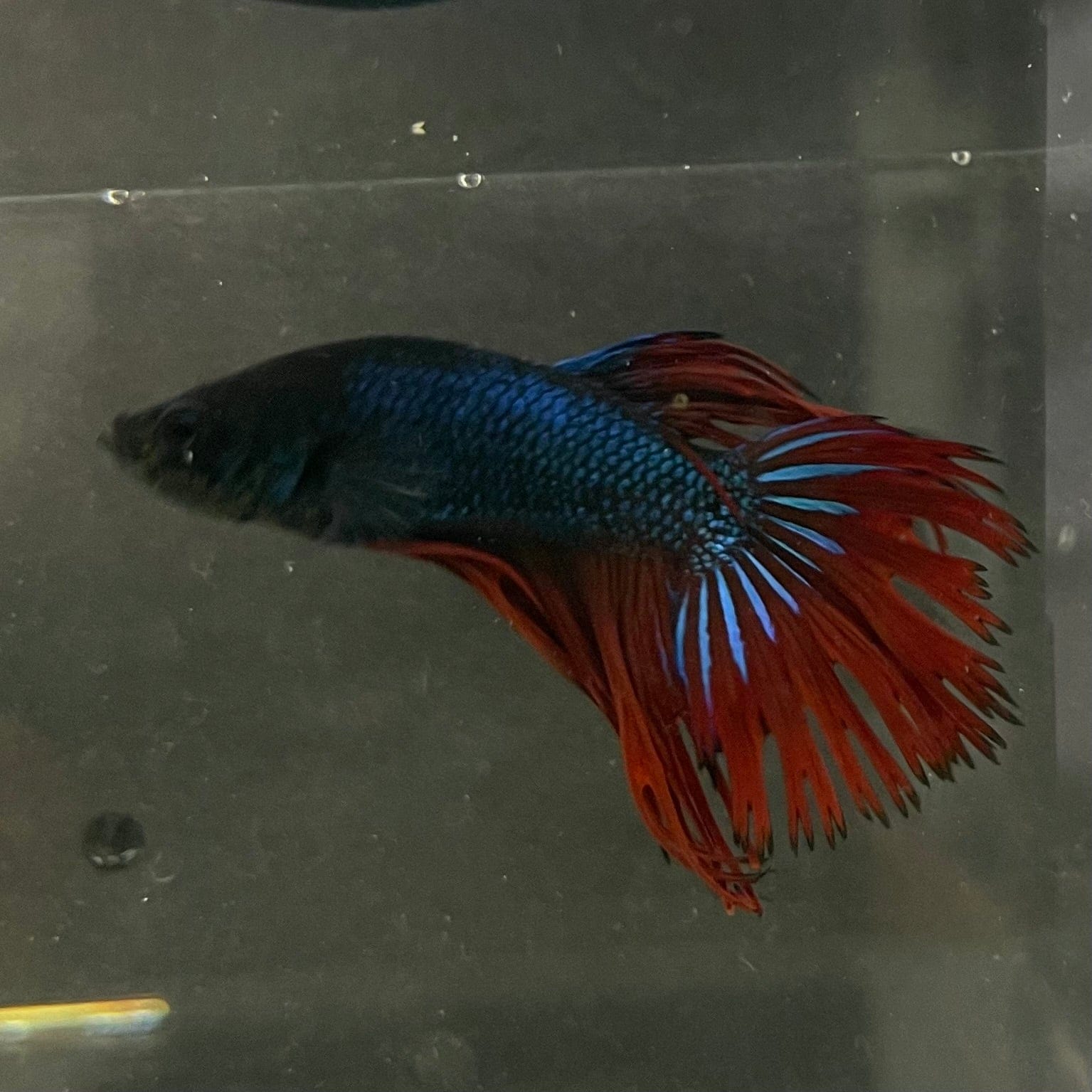 the-fish-farm Male Betta Male Betta - One Only - 10 Choose your favourite Male Betta from The Fish Farm Australia