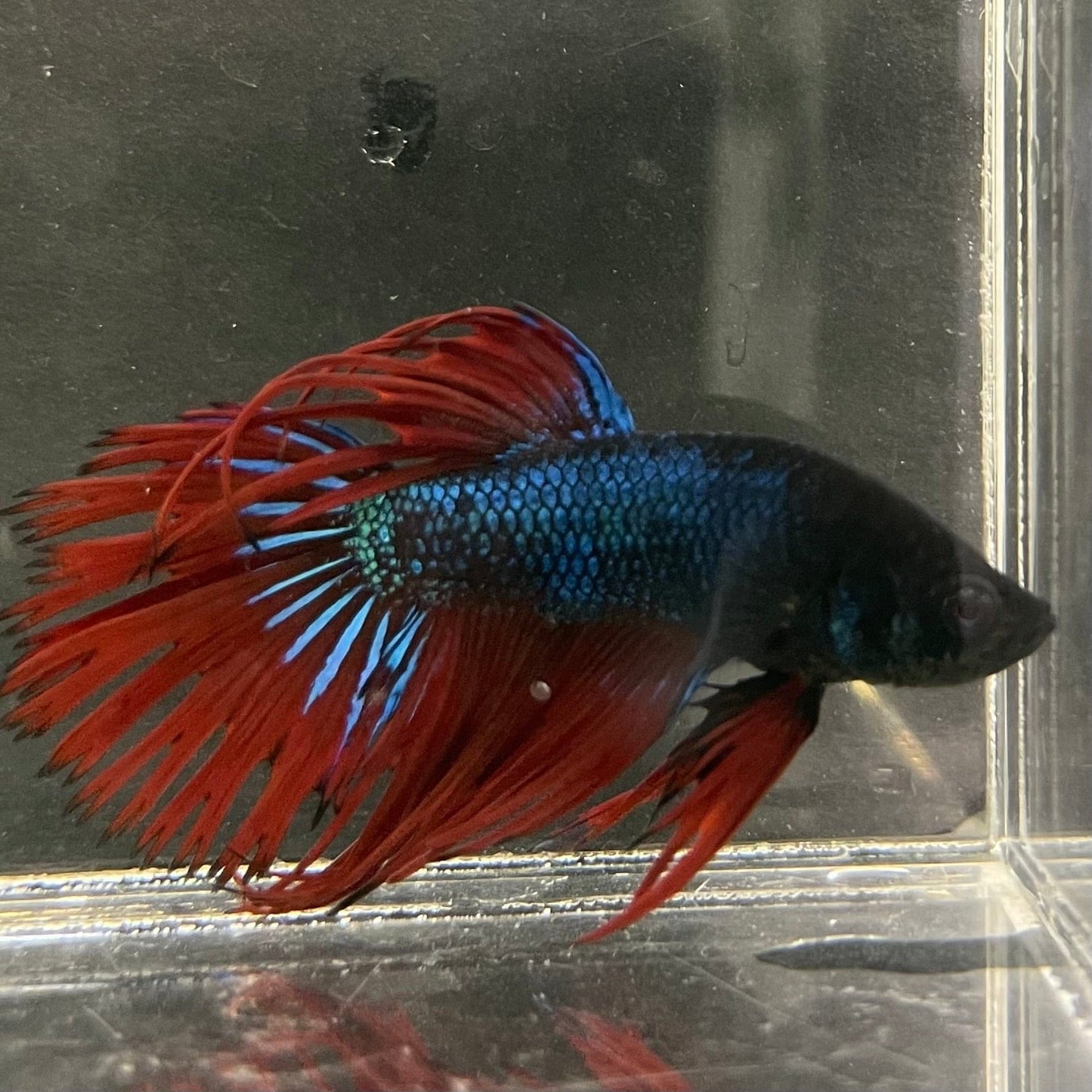 the-fish-farm Male Betta Male Betta - One Only - 10 Choose your favourite Male Betta from The Fish Farm Australia