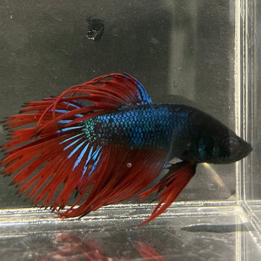 the-fish-farm Male Betta Male Betta - One Only - 10 Choose your favourite Male Betta from The Fish Farm Australia