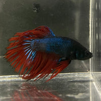 the-fish-farm Male Betta Male Betta - One Only - 10 Choose your favourite Male Betta from The Fish Farm Australia