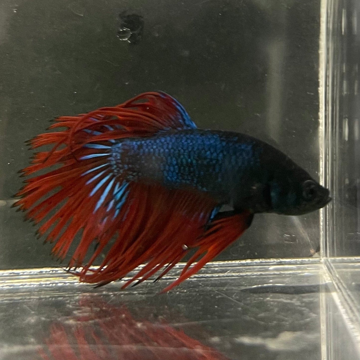 the-fish-farm Male Betta Male Betta - One Only - 10 Choose your favourite Male Betta from The Fish Farm Australia