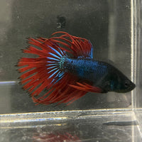 the-fish-farm Male Betta Male Betta - One Only - 10 Choose your favourite Male Betta from The Fish Farm Australia