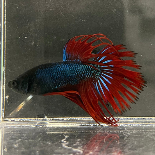 the-fish-farm Male Betta Male Betta - One Only - 10 Choose your favourite Male Betta from The Fish Farm Australia