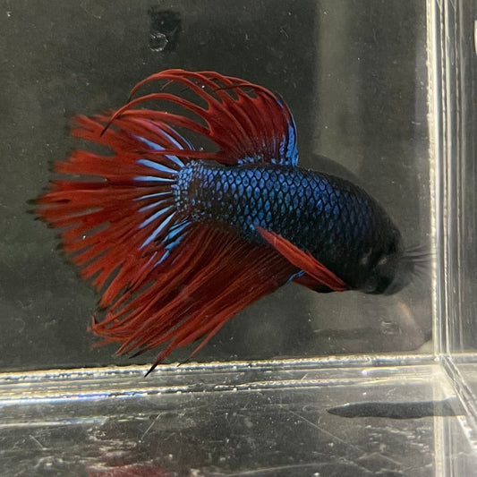 the-fish-farm Male Betta Male Betta - One Only - 10 Choose your favourite Male Betta from The Fish Farm Australia