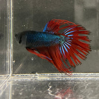 the-fish-farm Male Betta Male Betta - One Only - 10 Choose your favourite Male Betta from The Fish Farm Australia
